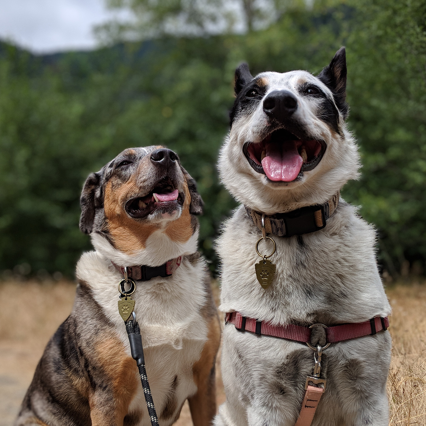 Lily and Mushy aka Goofus and Doofus