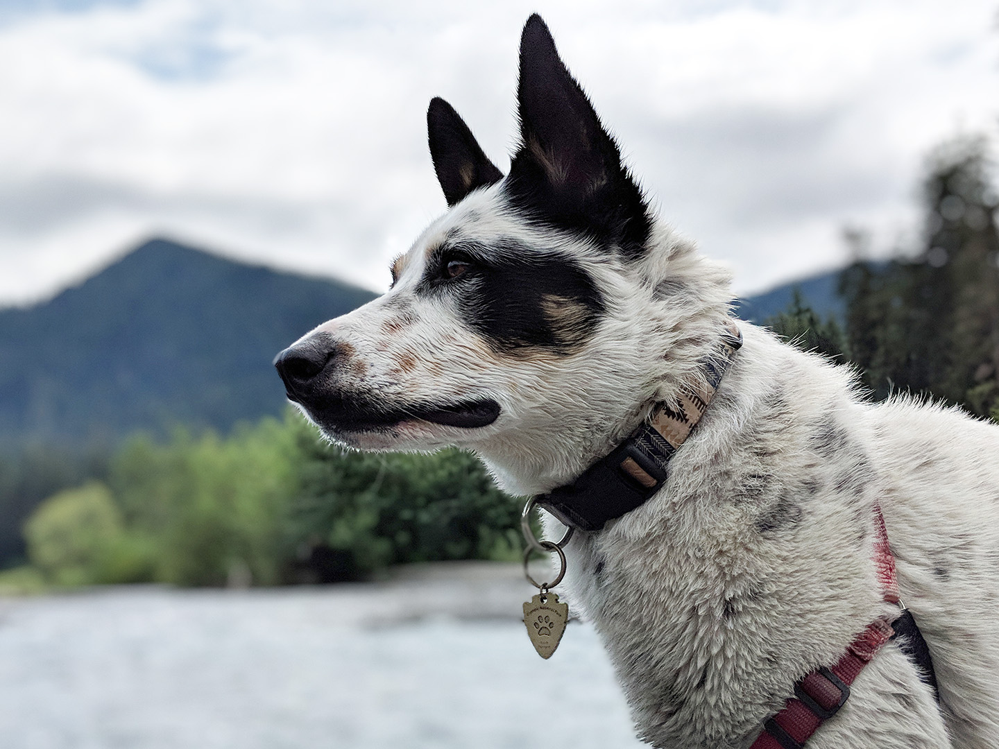 Mushy at the Hoh river, with a badge