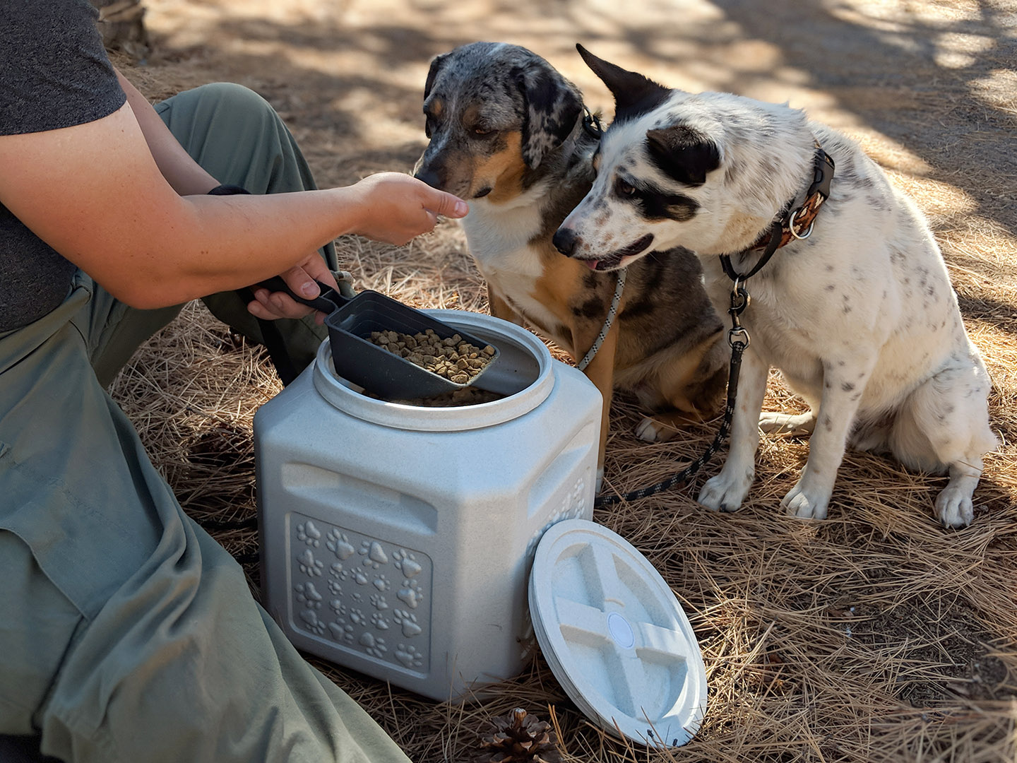 Mushy and Lily Helping Tommi with kibble