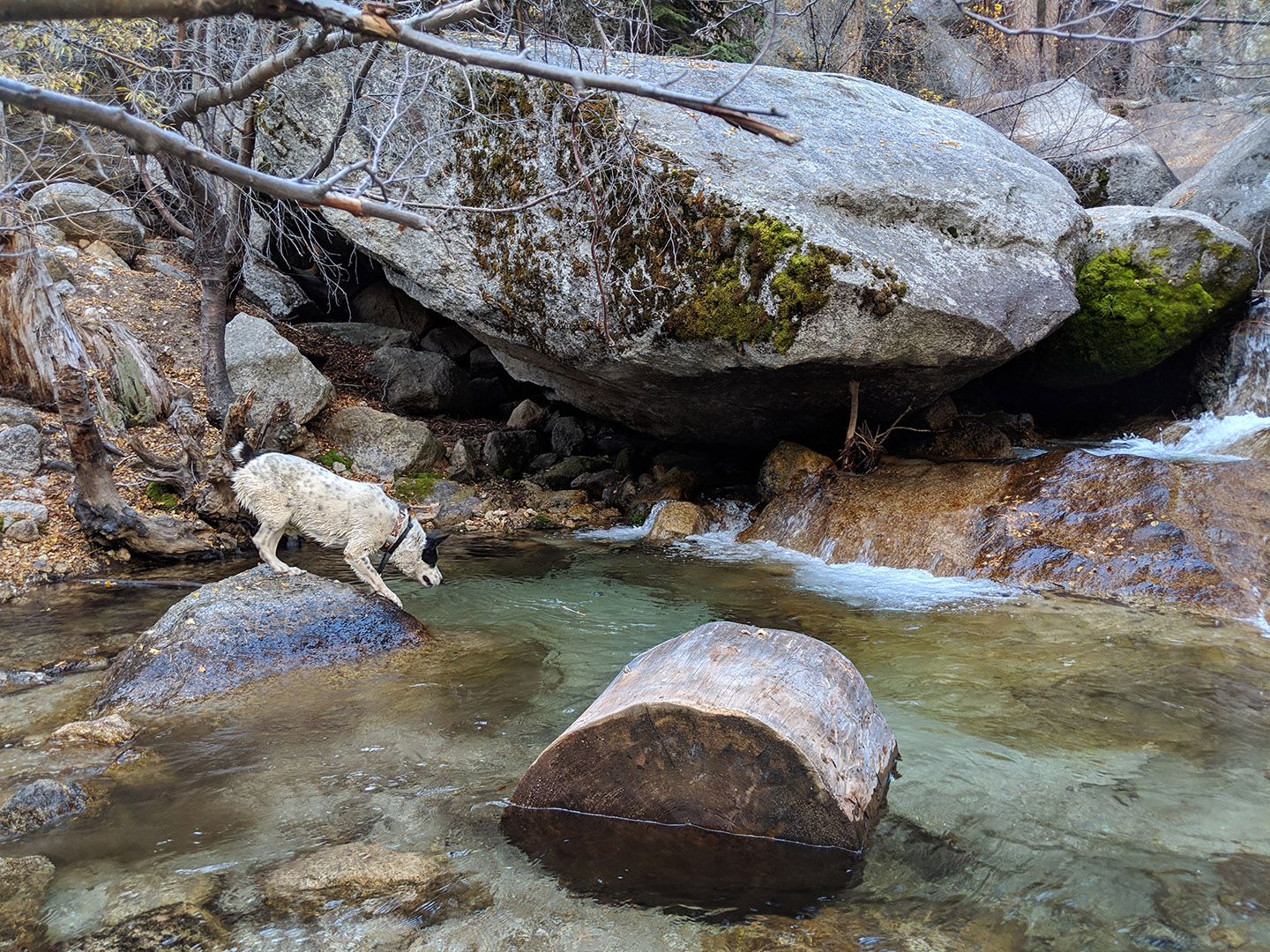 Mushy trying to not slip into the water