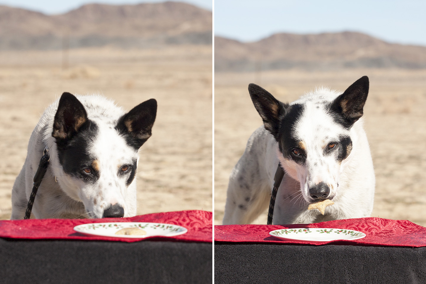 Mushy eating a star cookie