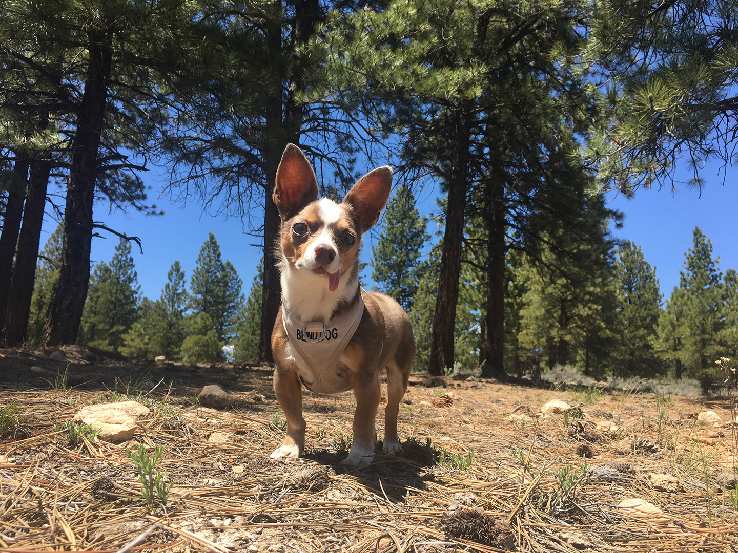 Stimpy in Dixie National Forest