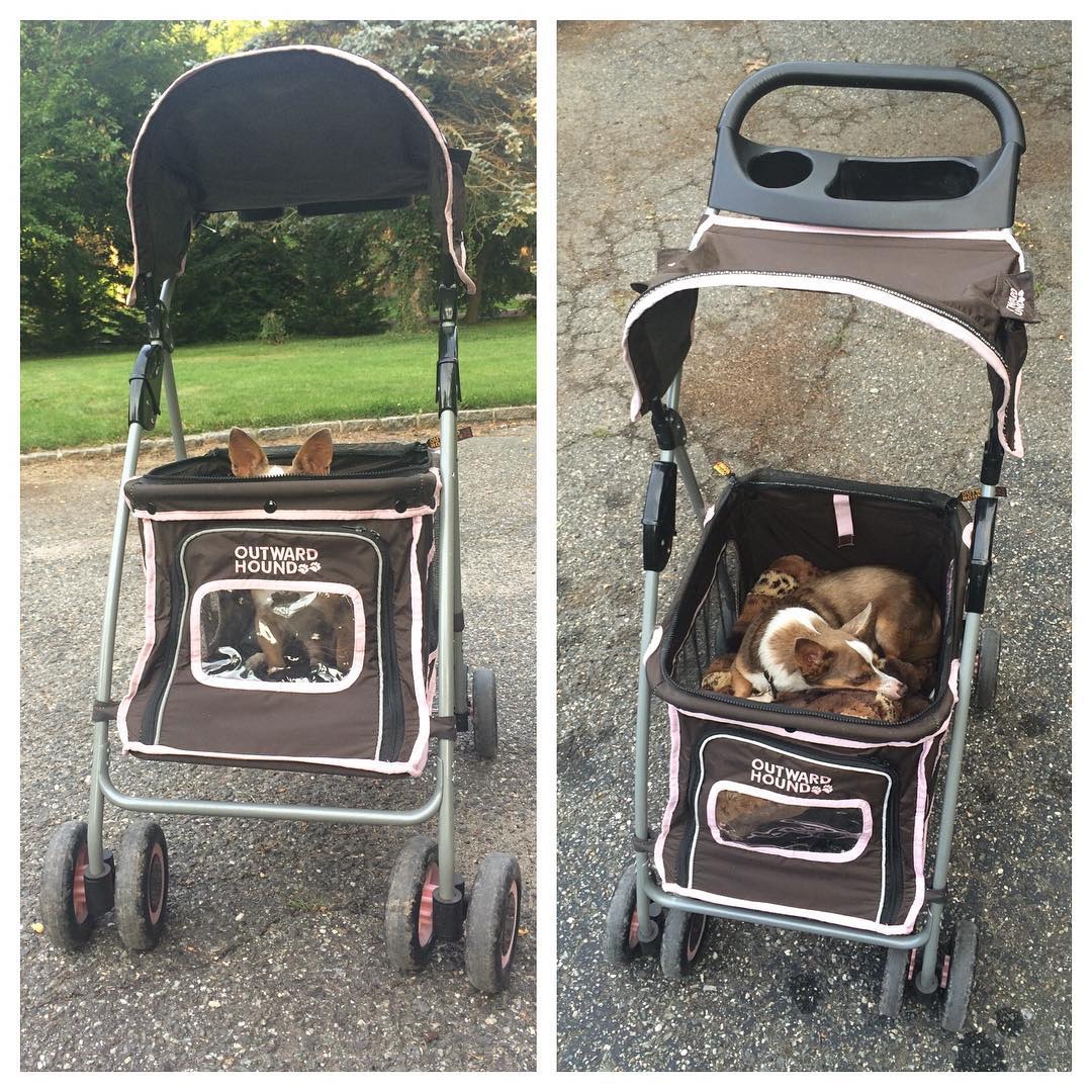 Outward hound shop dog stroller