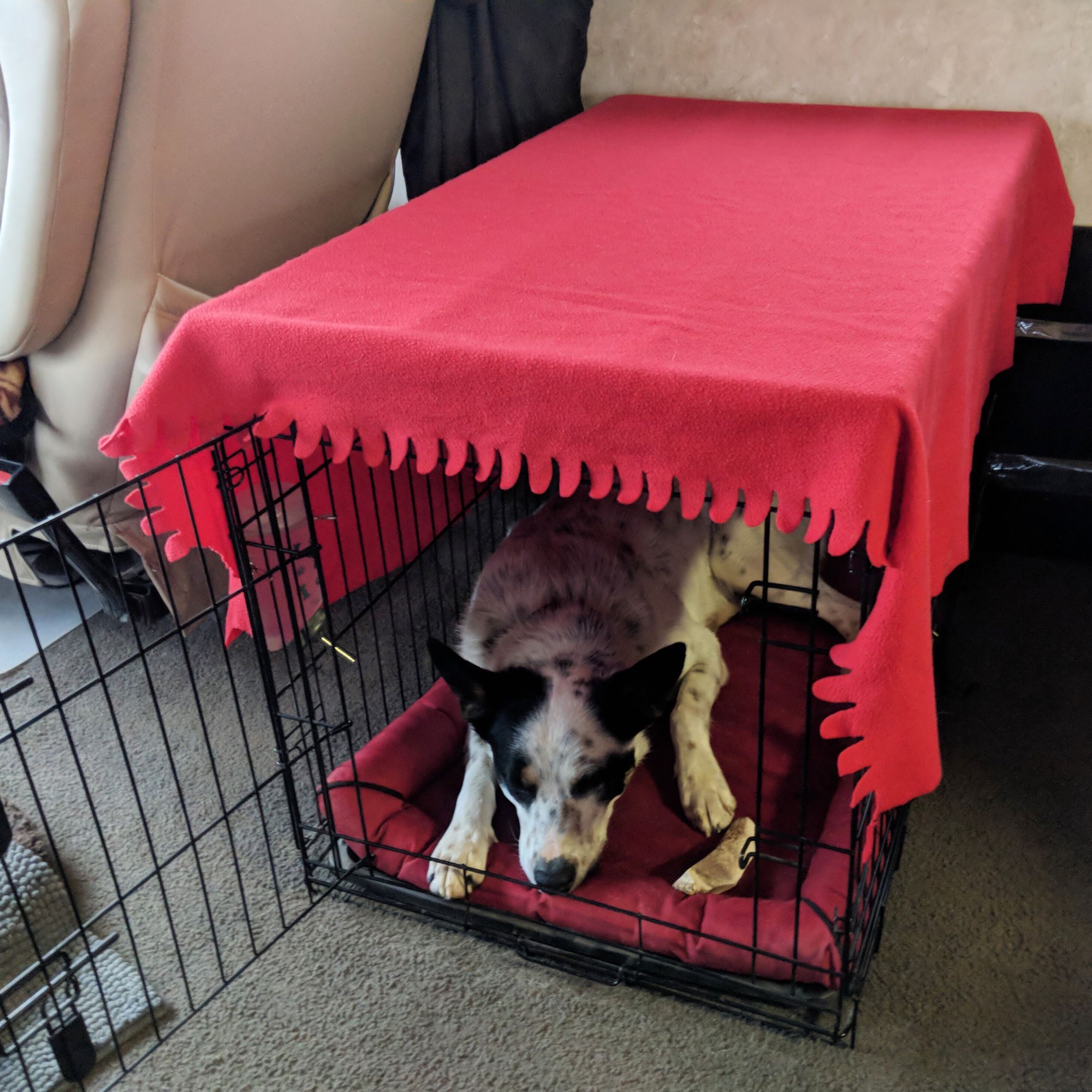 Should you cover puppy crate when not home