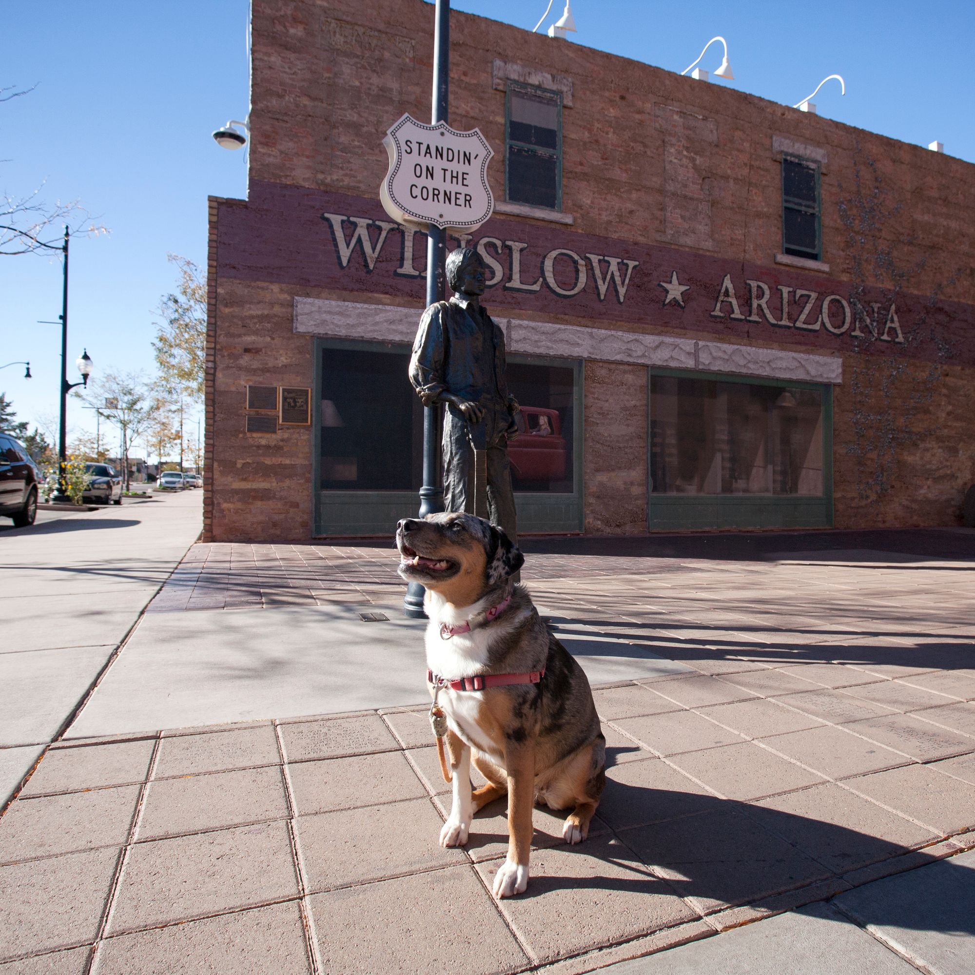 Arizona Dog Adventures