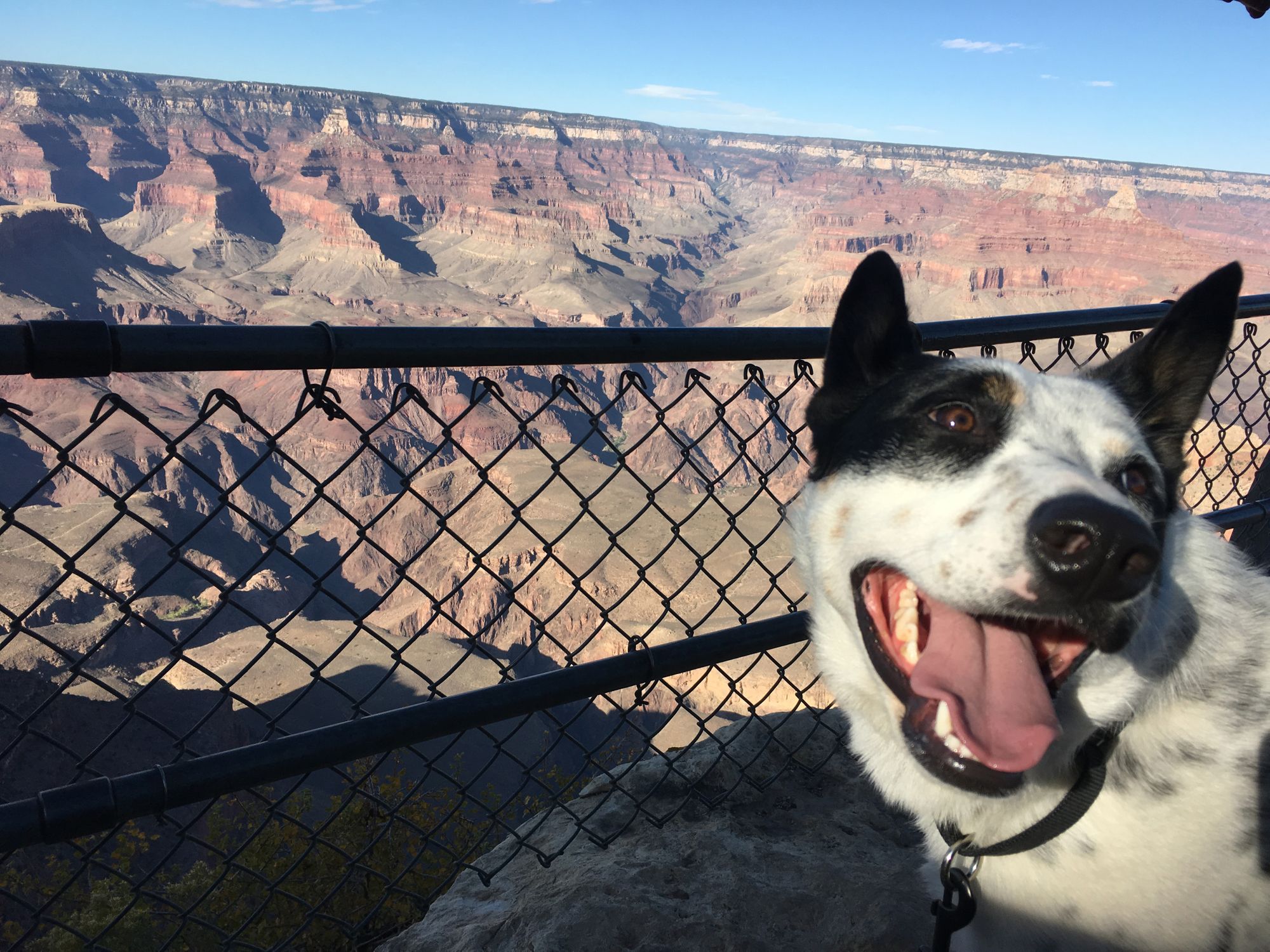 are dogs allowed grand canyon national park