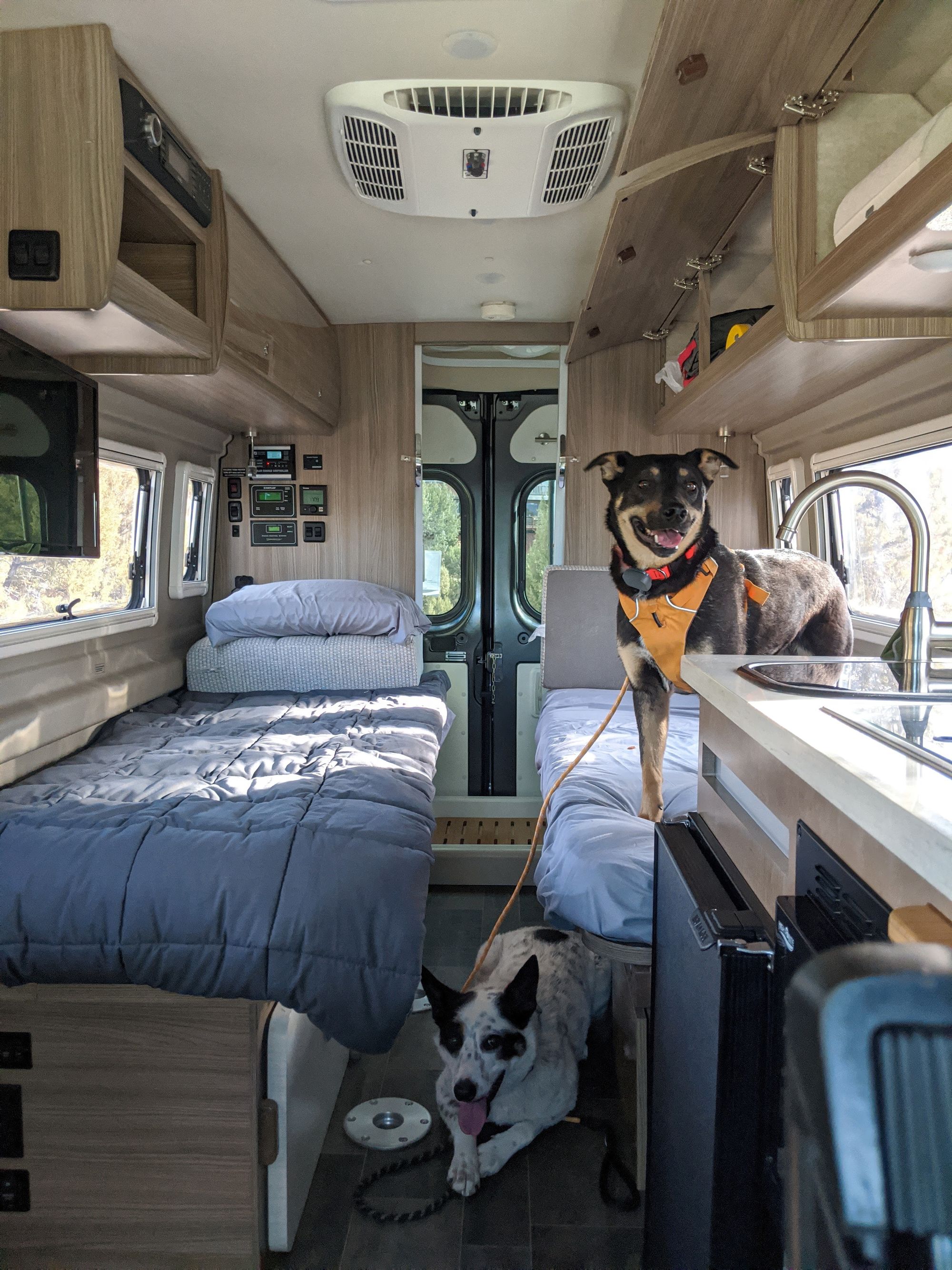 Safe Van Travel for Dogs, Dogs in Vans