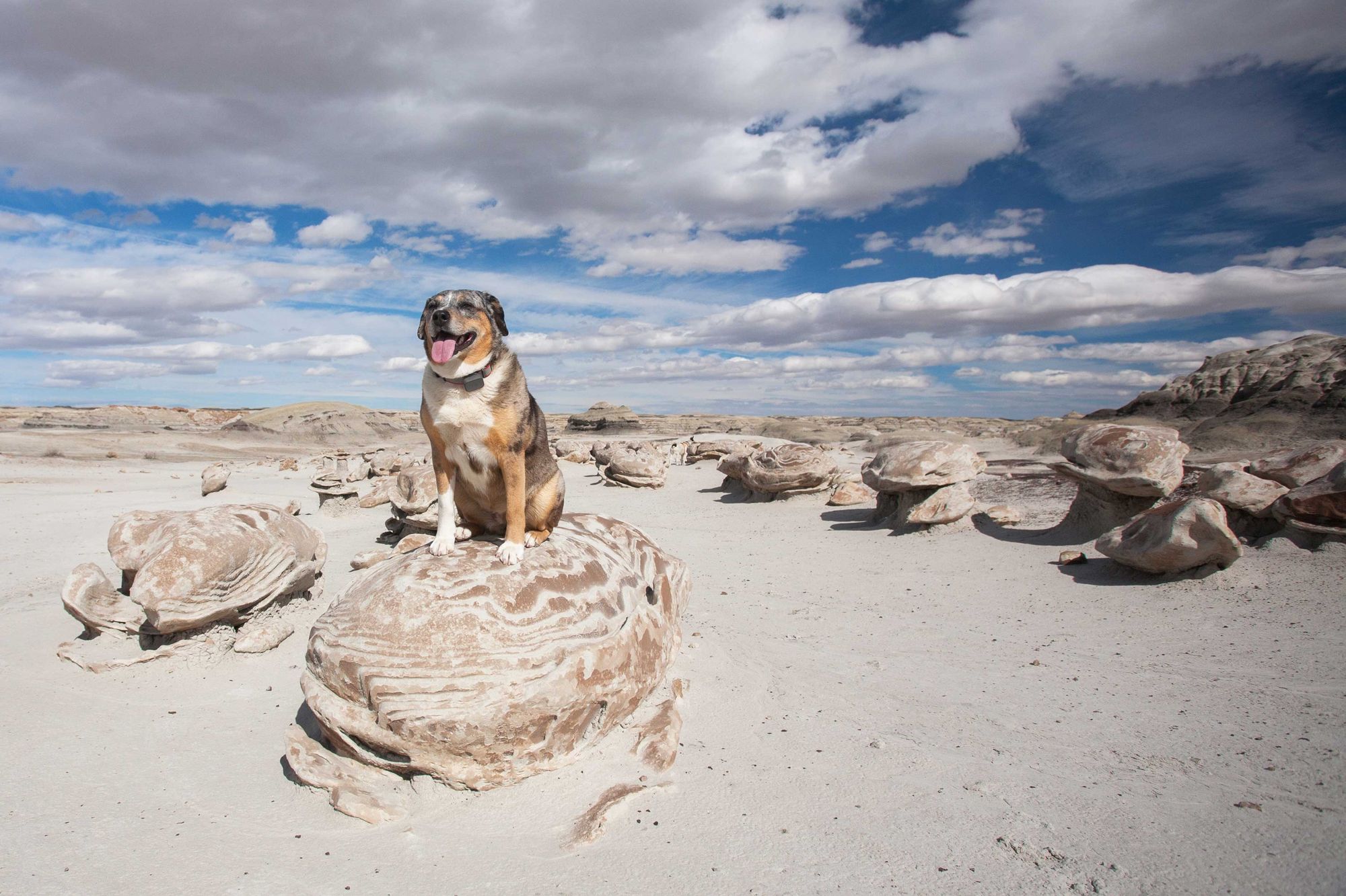 Dog-Friendly Day Trip to New Mexico's Bisti Badlands