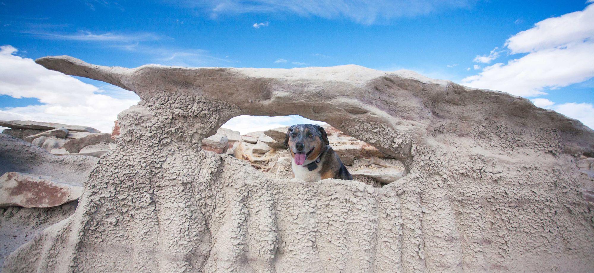 Dog-Friendly Day Trip to New Mexico's Bisti Badlands