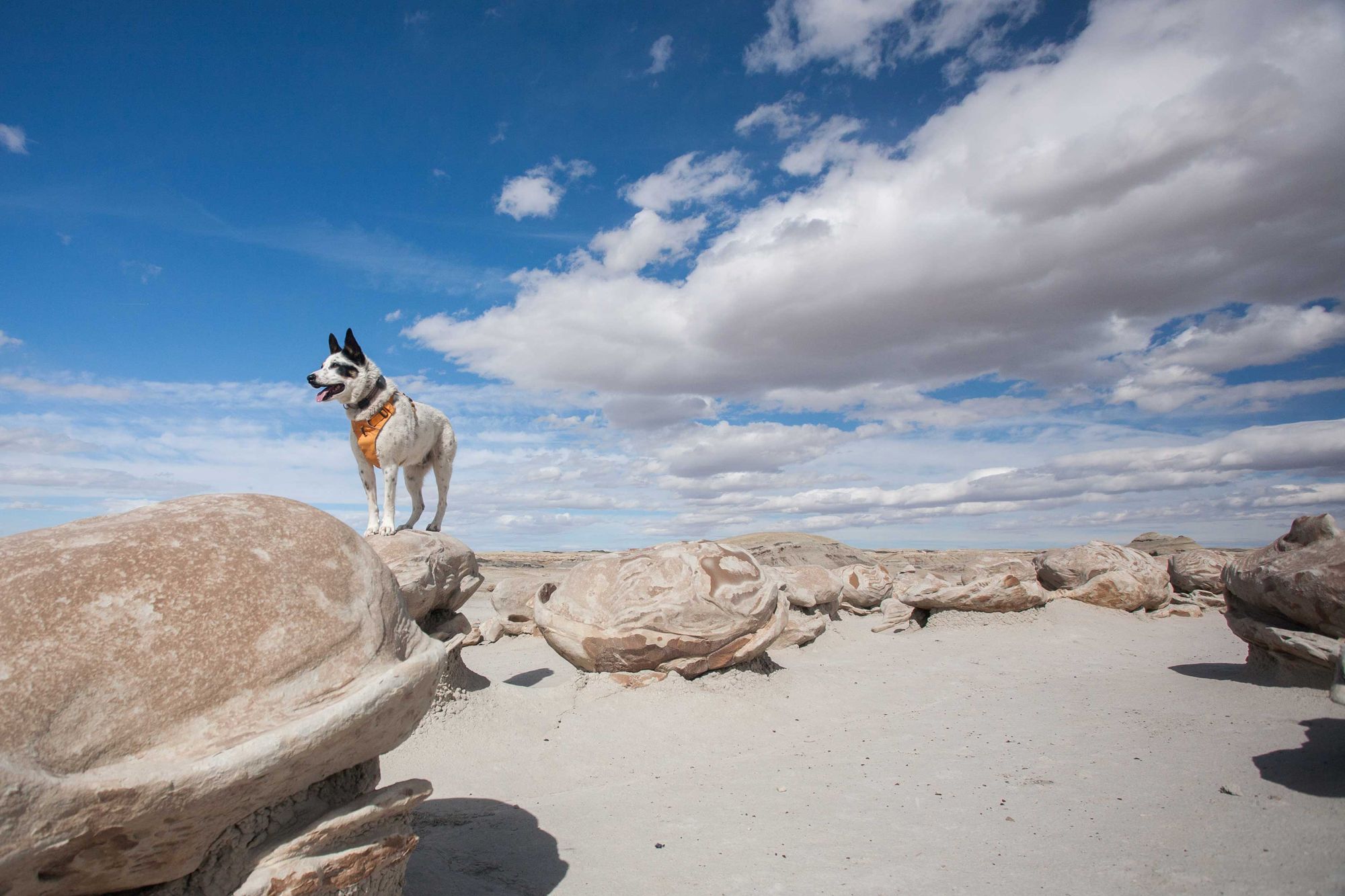 Dog-Friendly Day Trip to New Mexico's Bisti Badlands