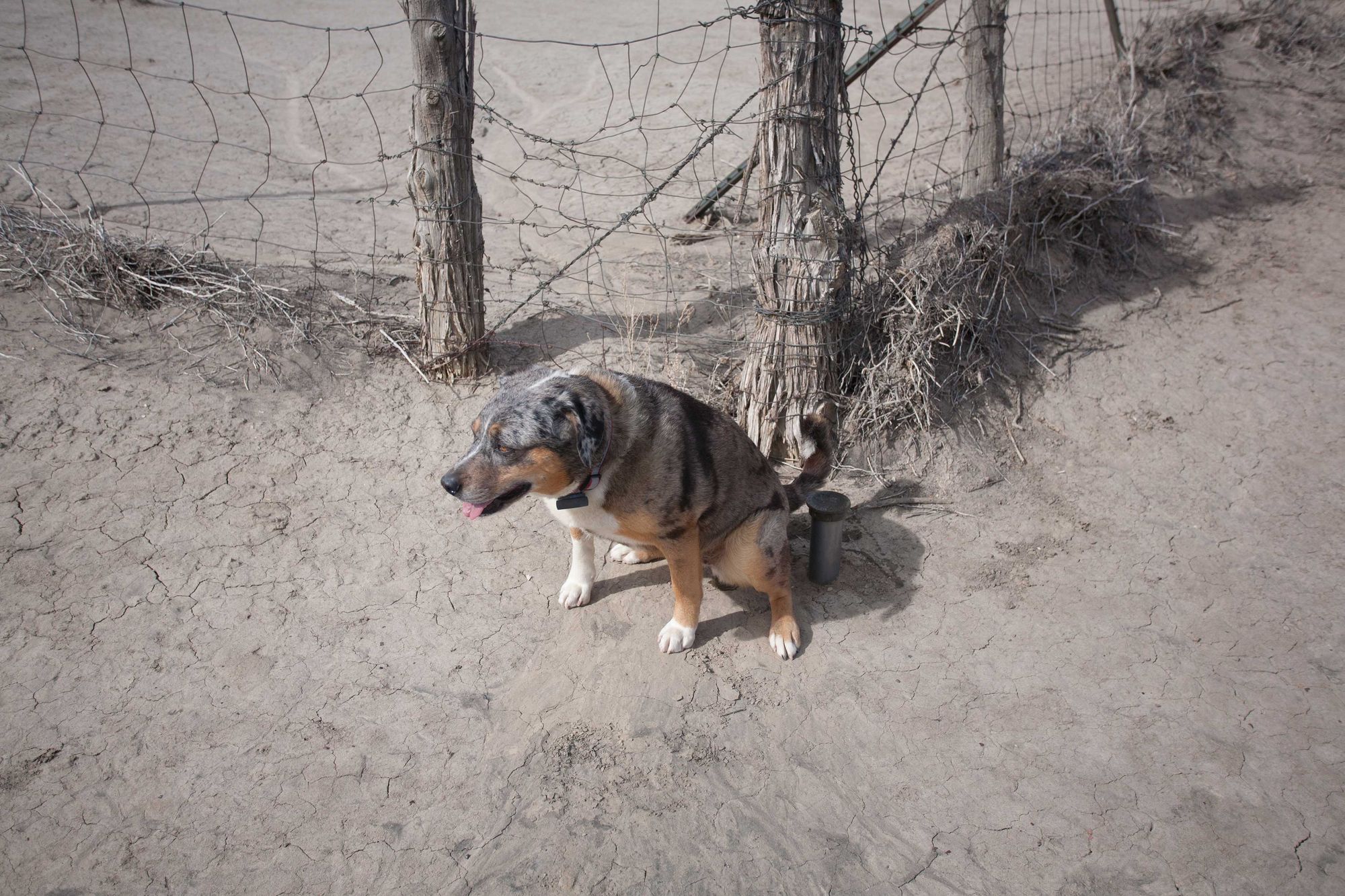 Dog-Friendly Day Trip to New Mexico's Bisti Badlands