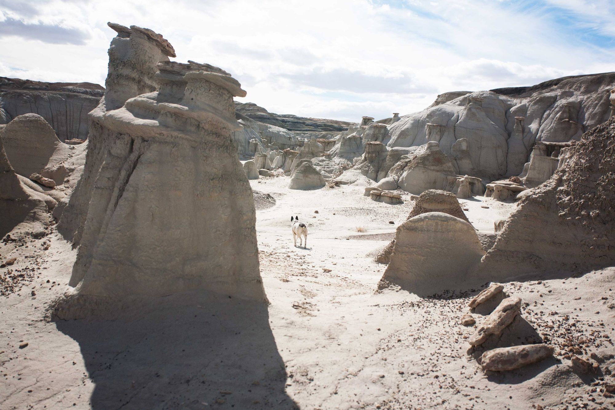 Dog-Friendly Day Trip to New Mexico's Bisti Badlands