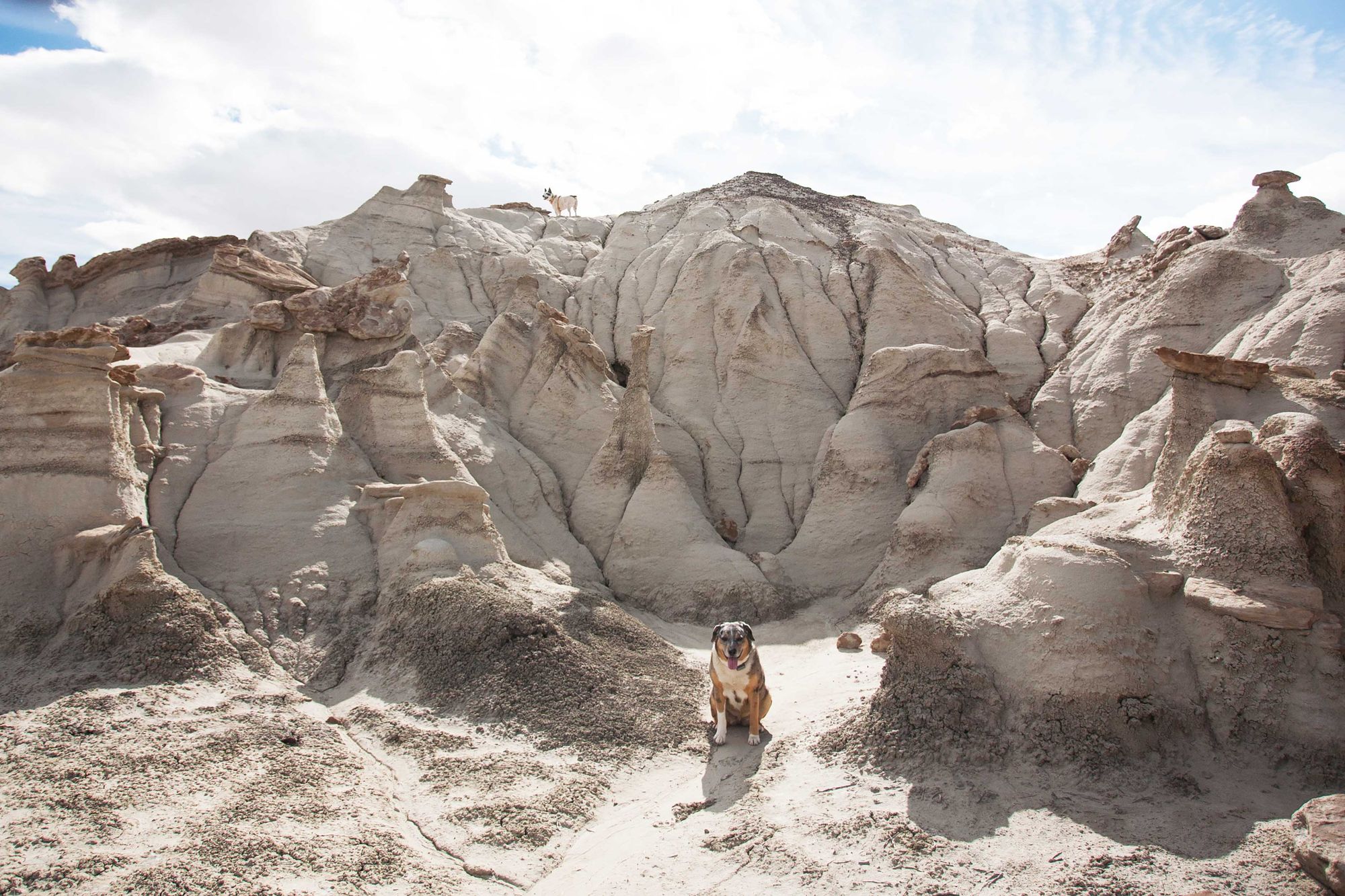 Dog-Friendly Day Trip to New Mexico's Bisti Badlands