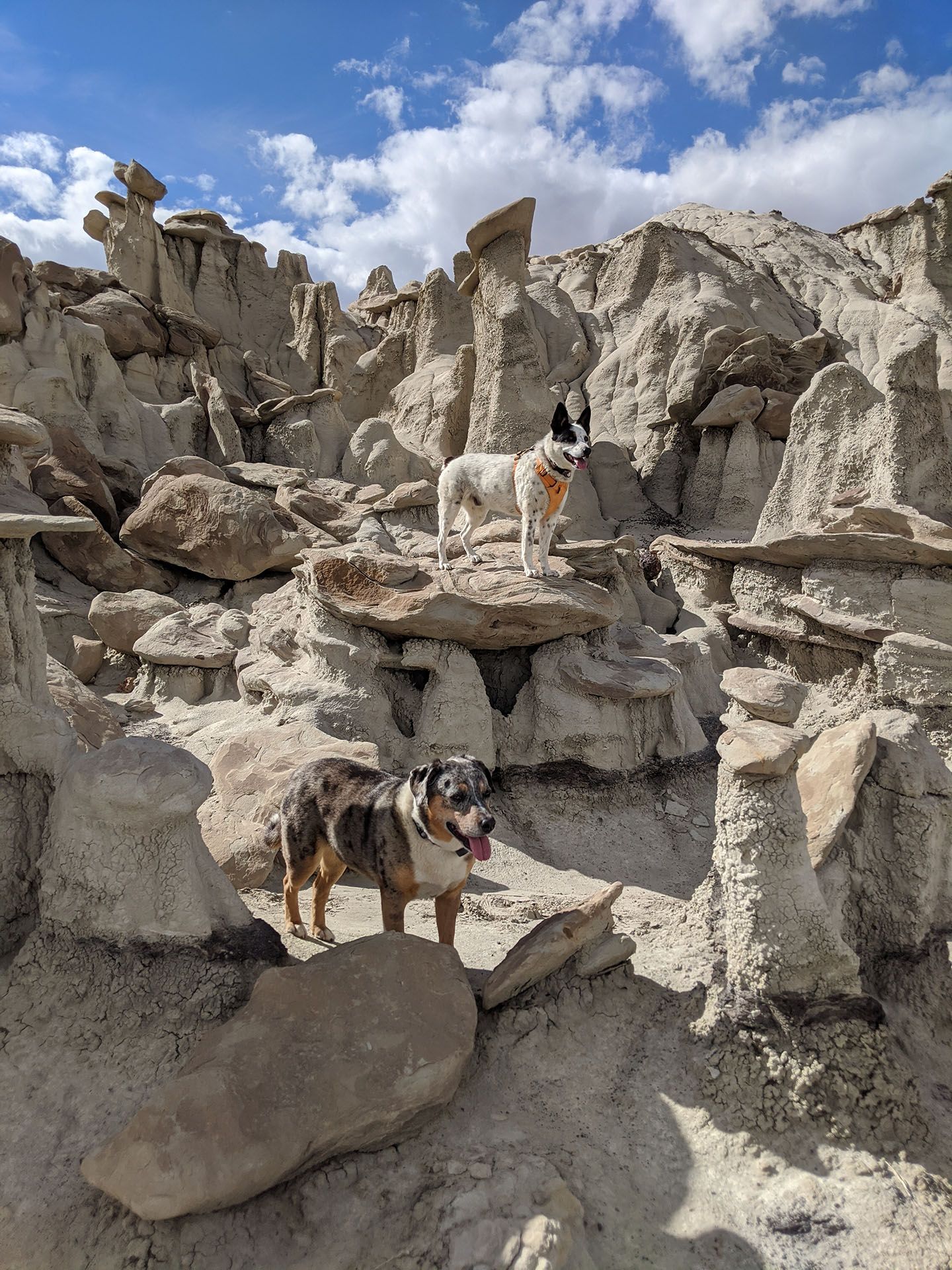 Dog-Friendly Day Trip to New Mexico's Bisti Badlands