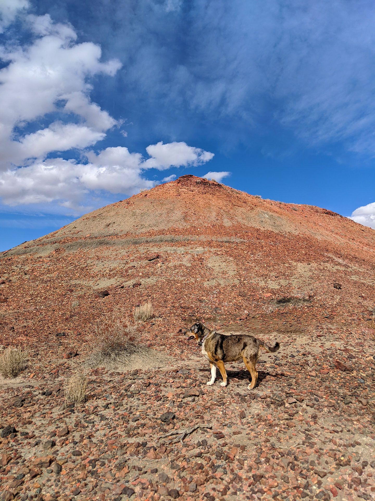 Dog-Friendly Day Trip to New Mexico's Bisti Badlands