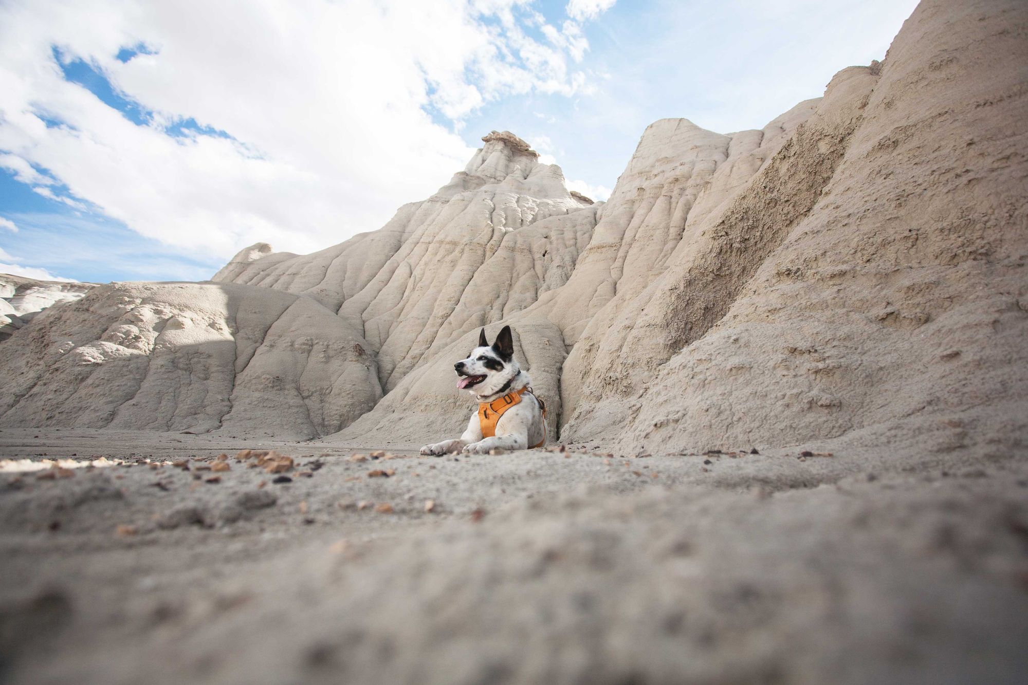 Dog-Friendly Day Trip to New Mexico's Bisti Badlands