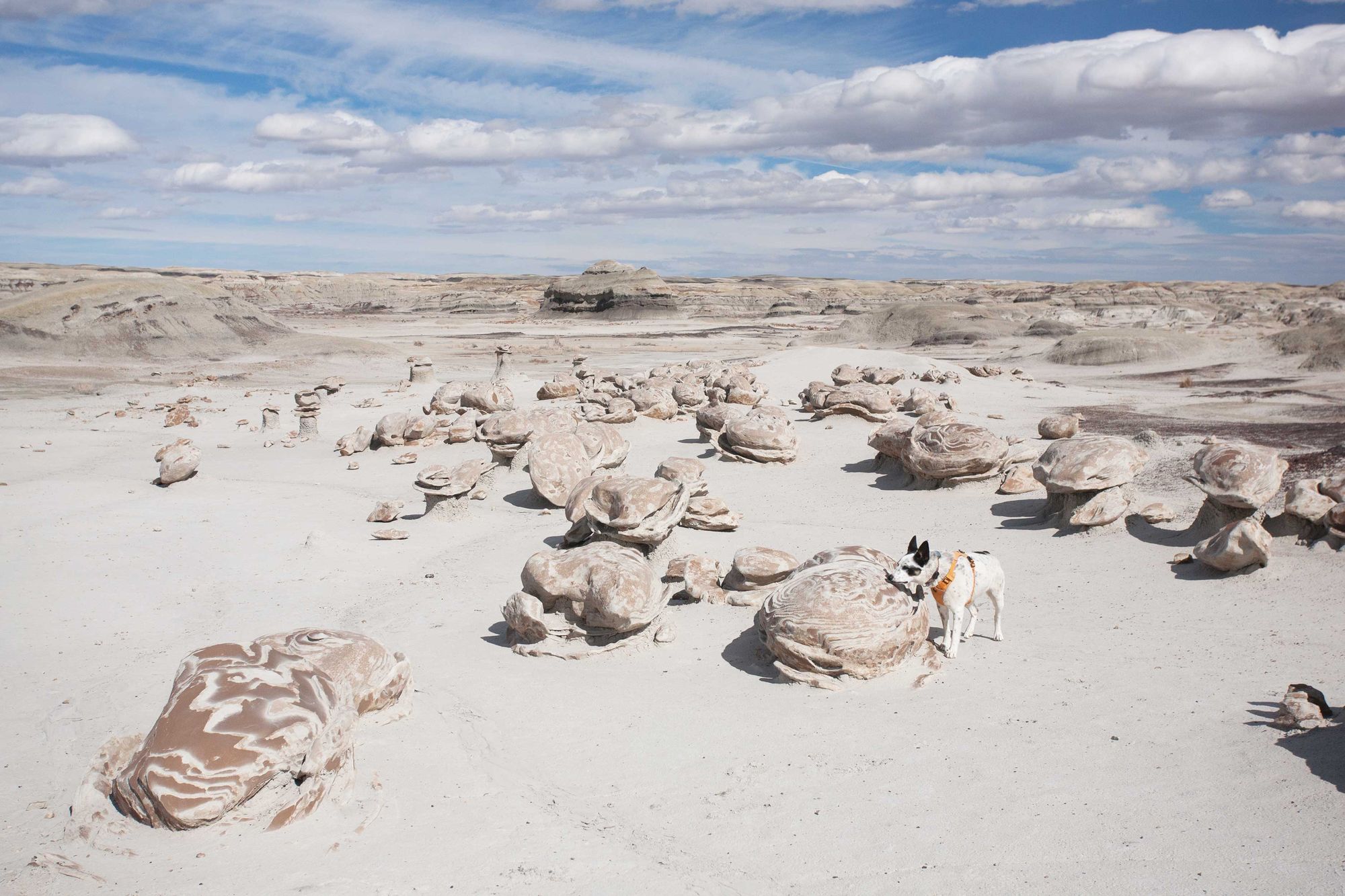 Dog-Friendly Day Trip to New Mexico's Bisti Badlands