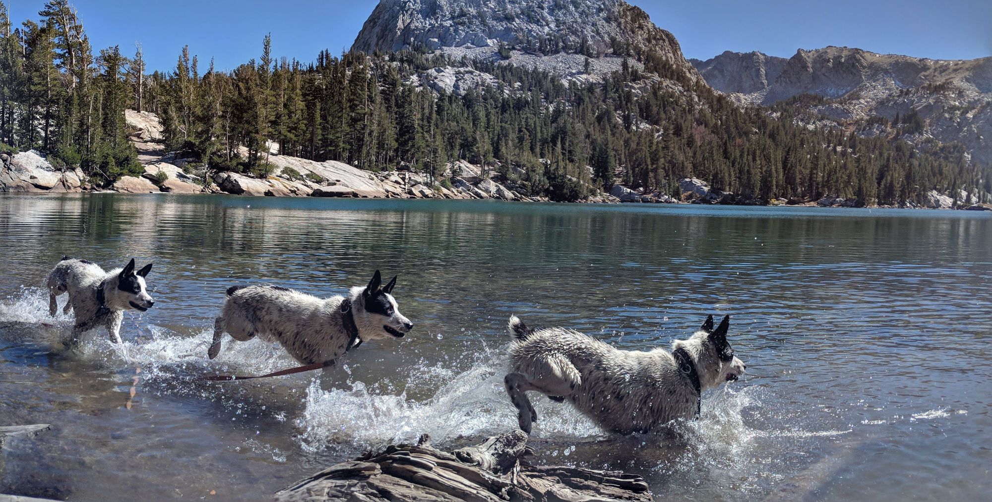 Dog-Friendly Adventures along US 395 in California