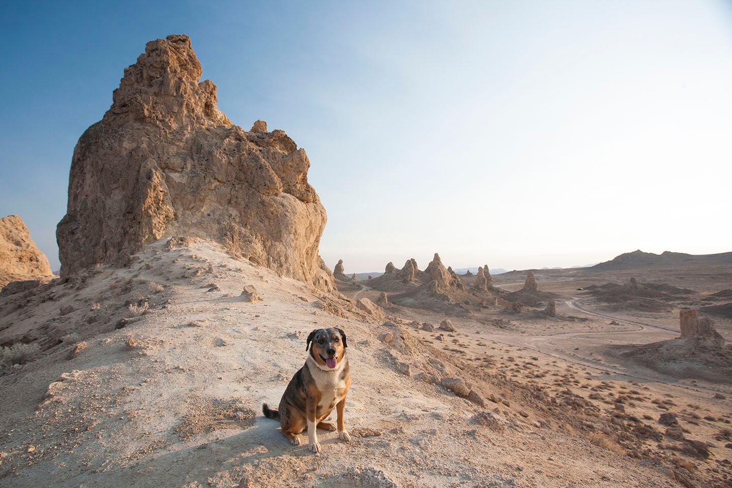 Dog-Friendly Adventures along US 395 in California