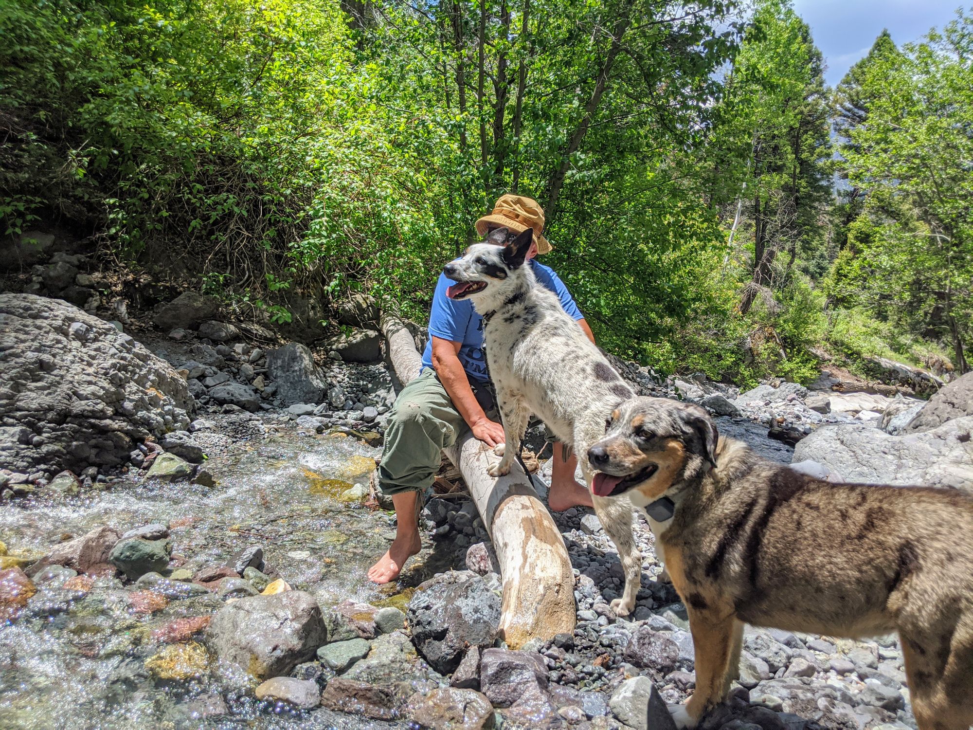 Exploring Dog-Friendly Silverton & Ouray, CO