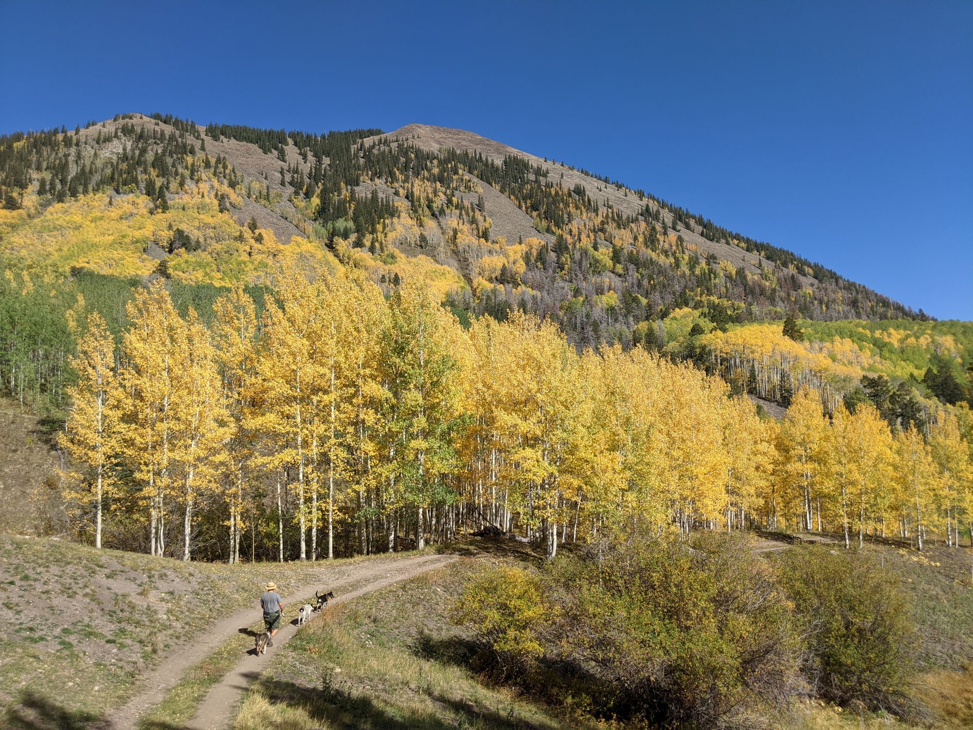 A Dog-Friendly Visit to Telluride, Colorado