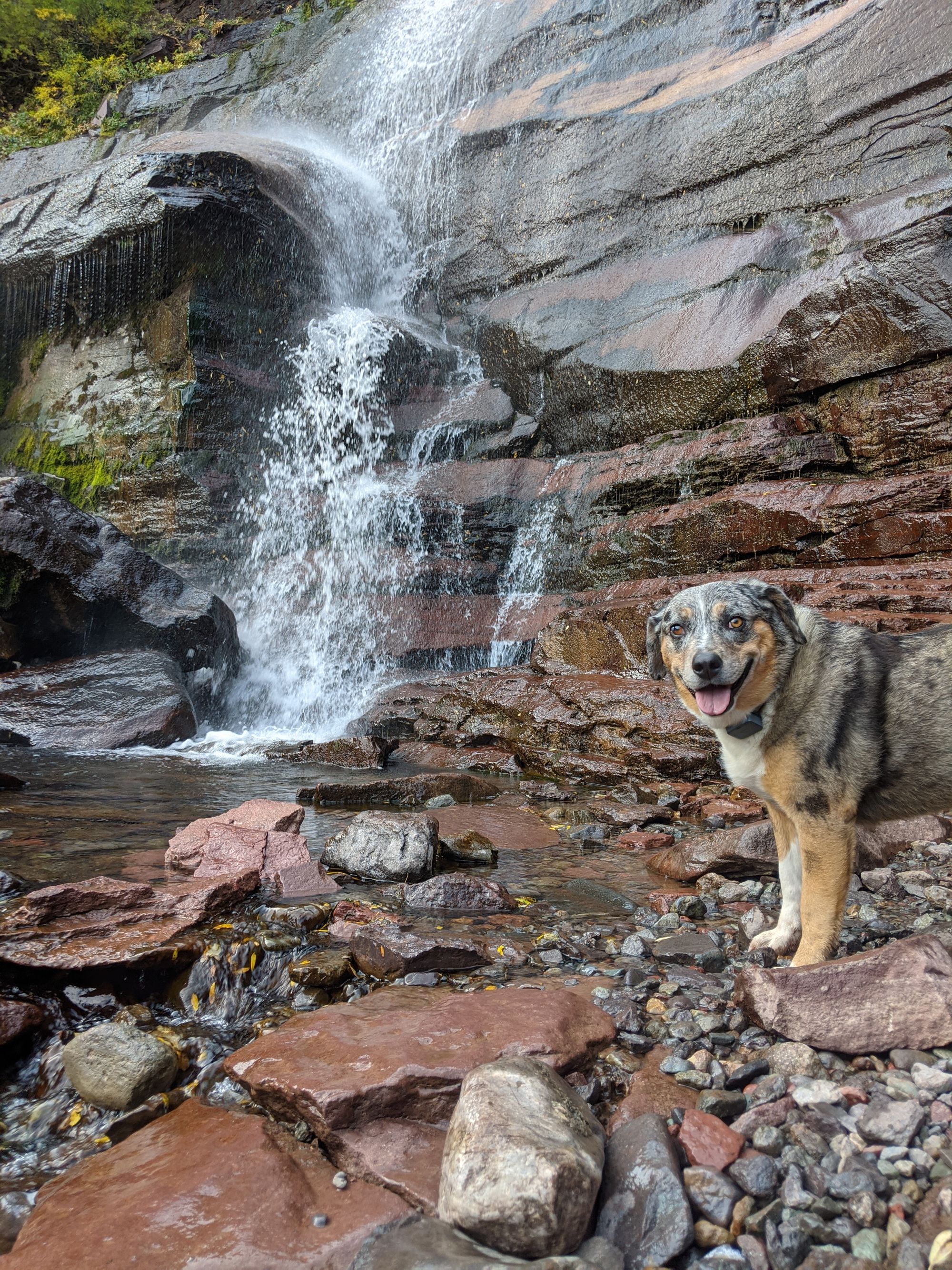 A Dog-Friendly Visit to Telluride, Colorado