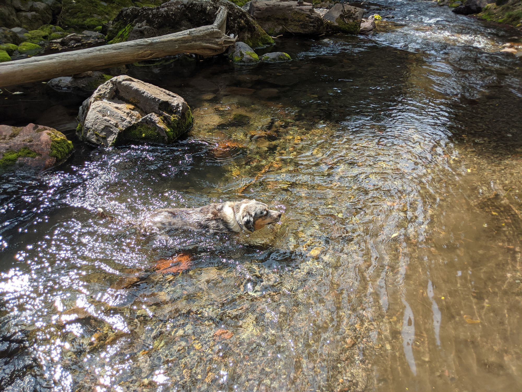 A Dog-Friendly Visit to Telluride, Colorado