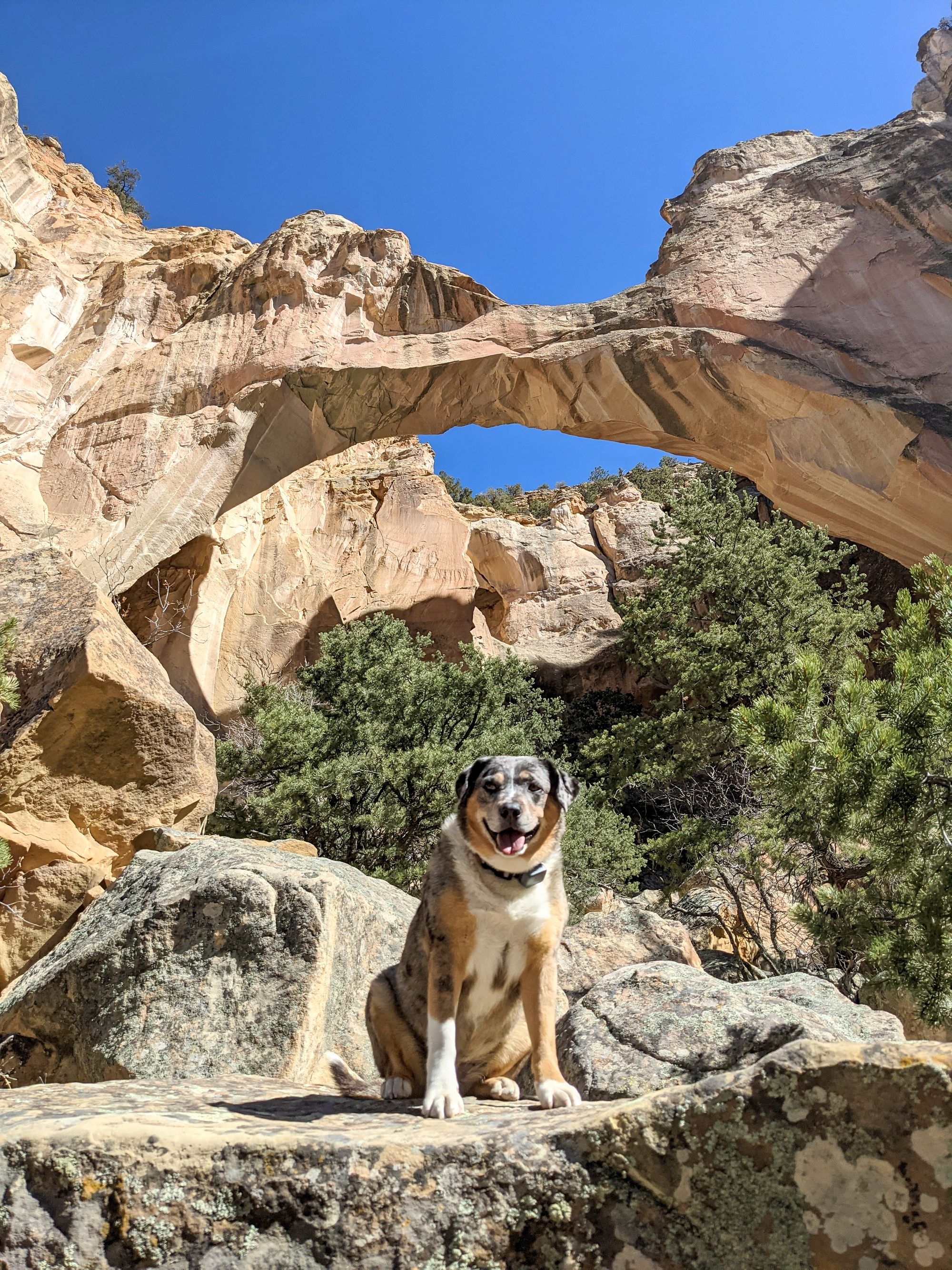 Visiting El Malpais National Monument with Dogs