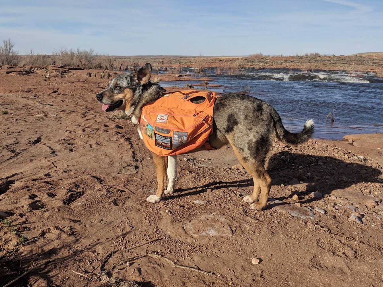 Protecting Your Dog Against Rattlesnakes