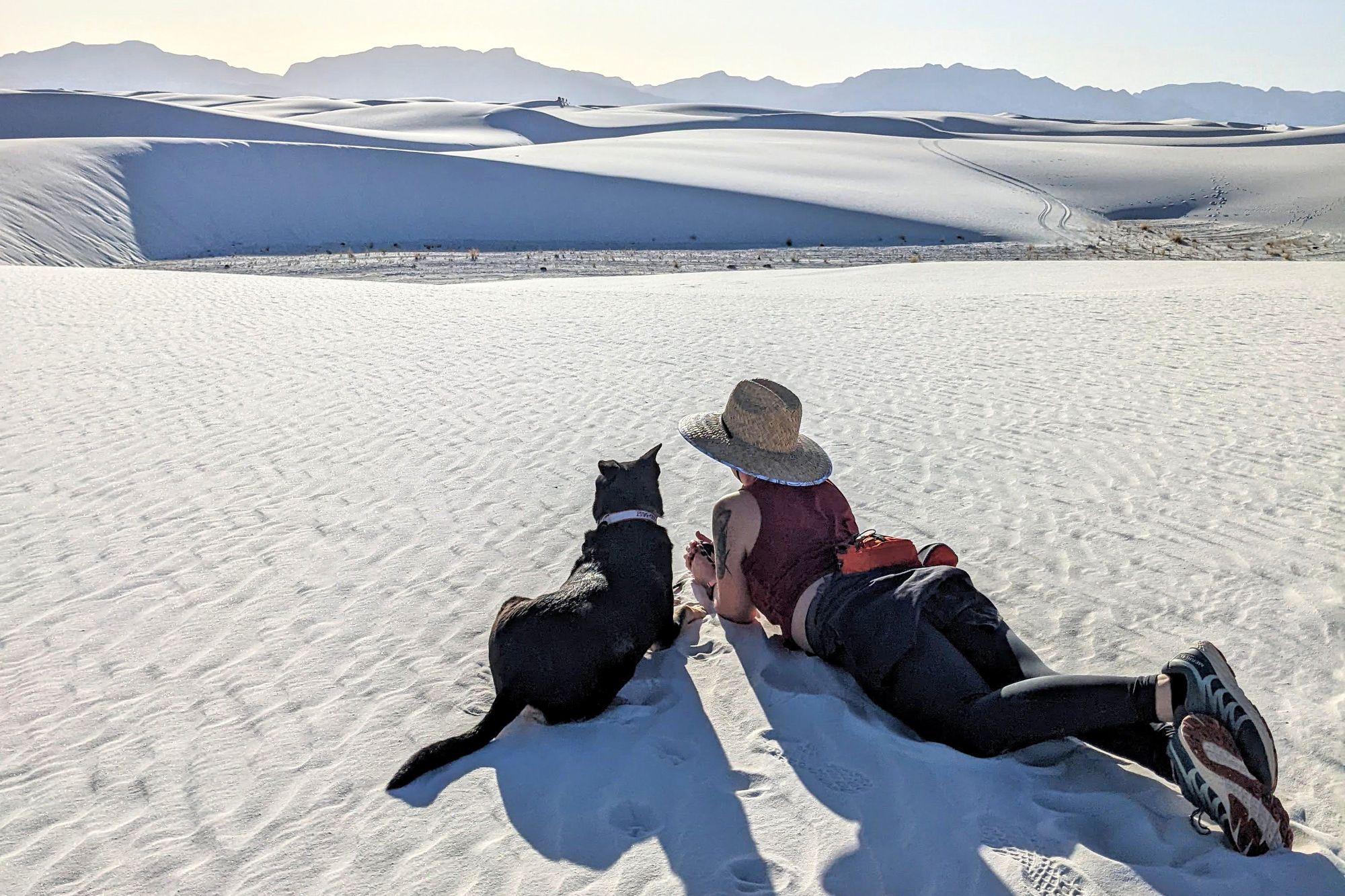 are dogs allowed at white sands national monument