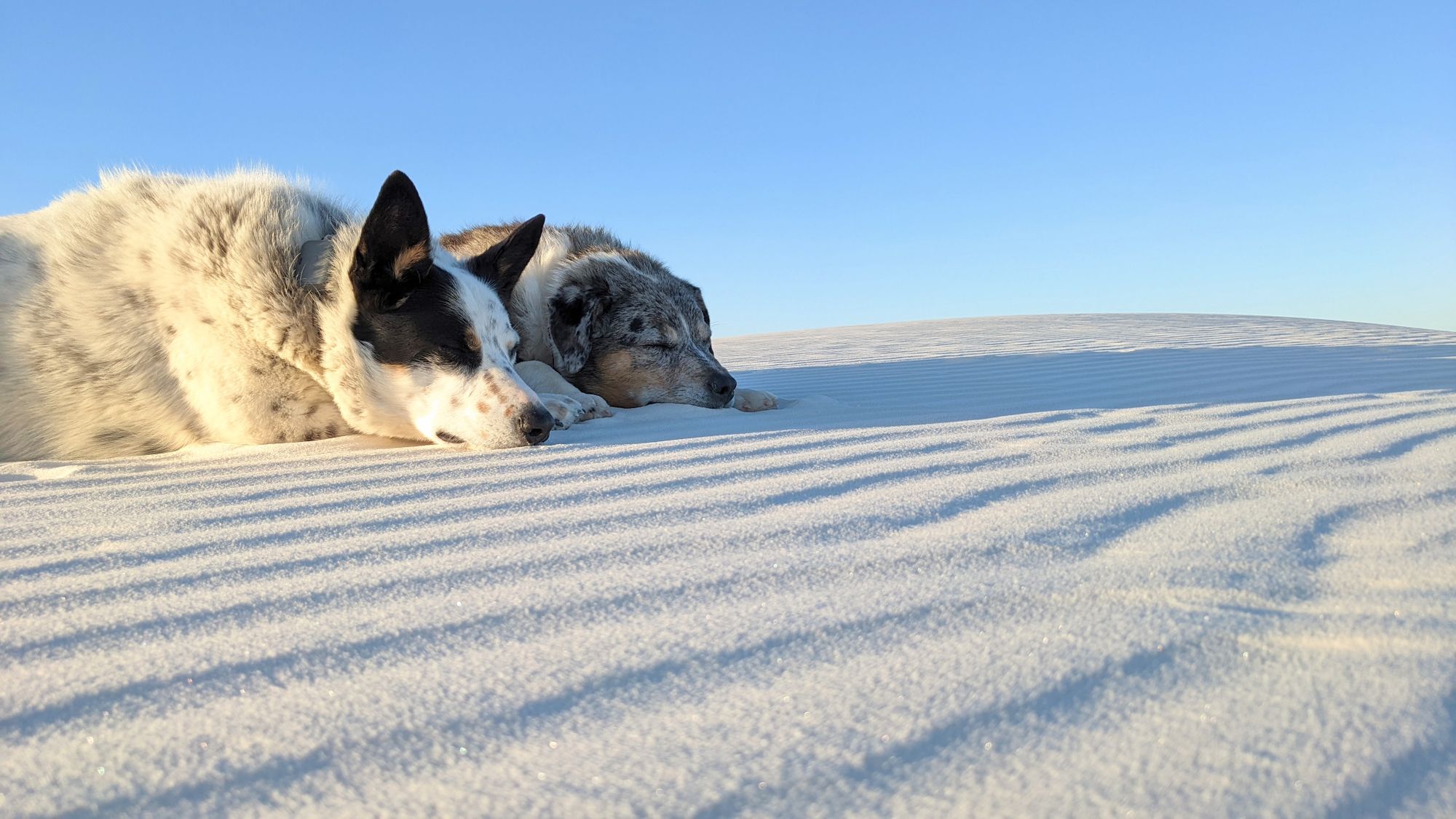 Visiting White Sands National Park with Dogs