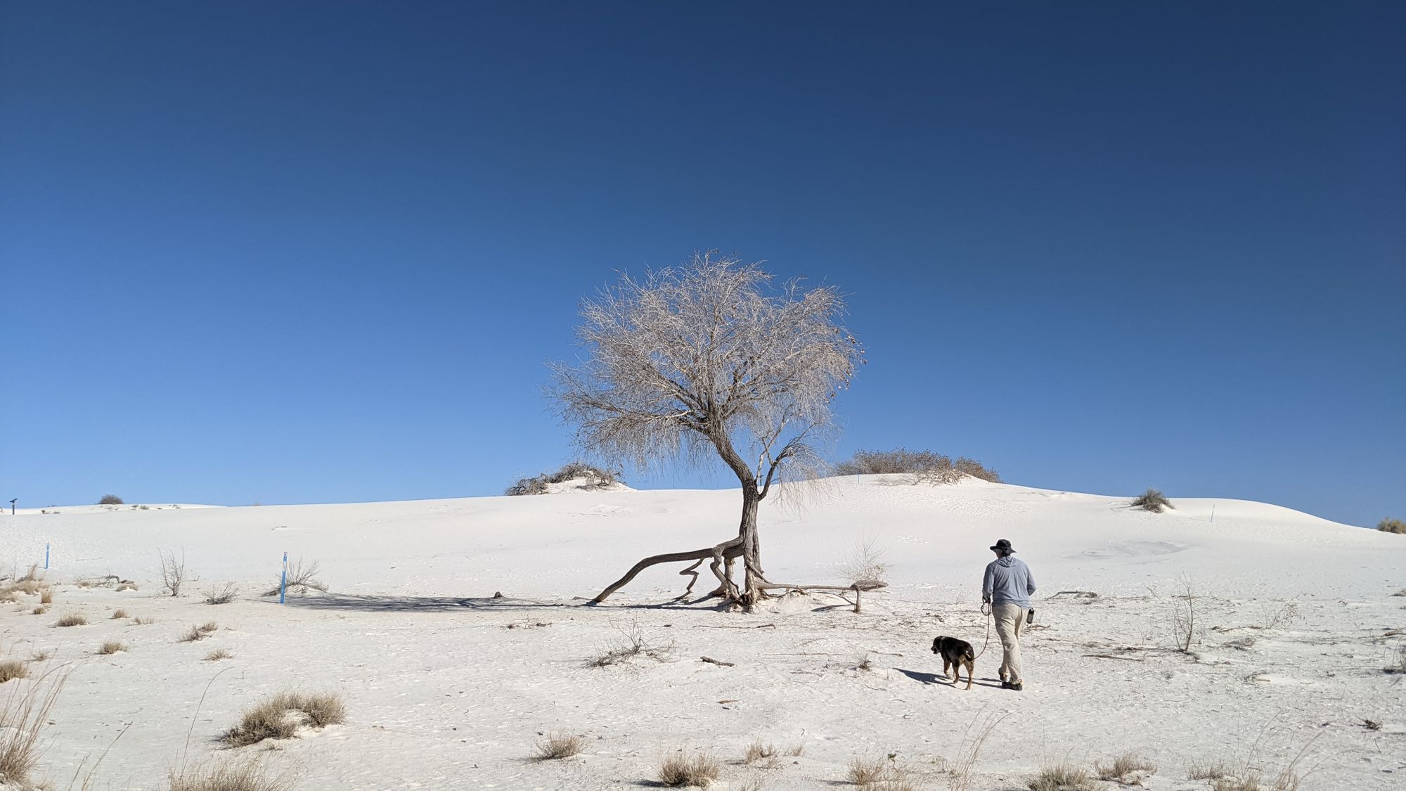 Visiting White Sands National Park with Dogs