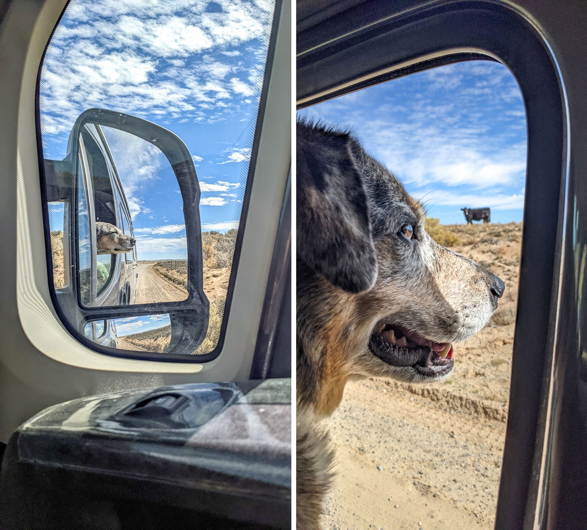 Visiting Chaco Canyon with Dogs