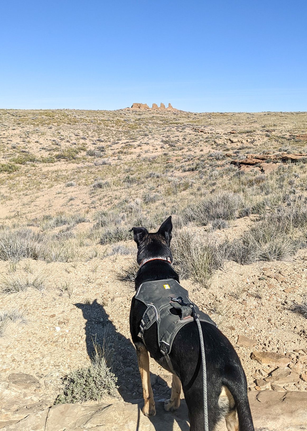 Visiting Chaco Canyon with Dogs