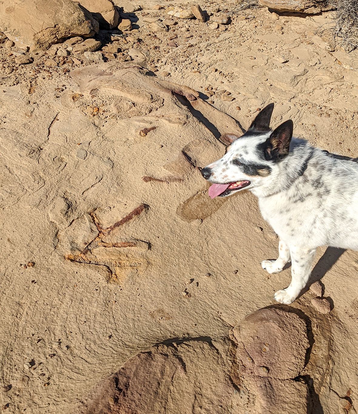 Visiting Chaco Canyon with Dogs