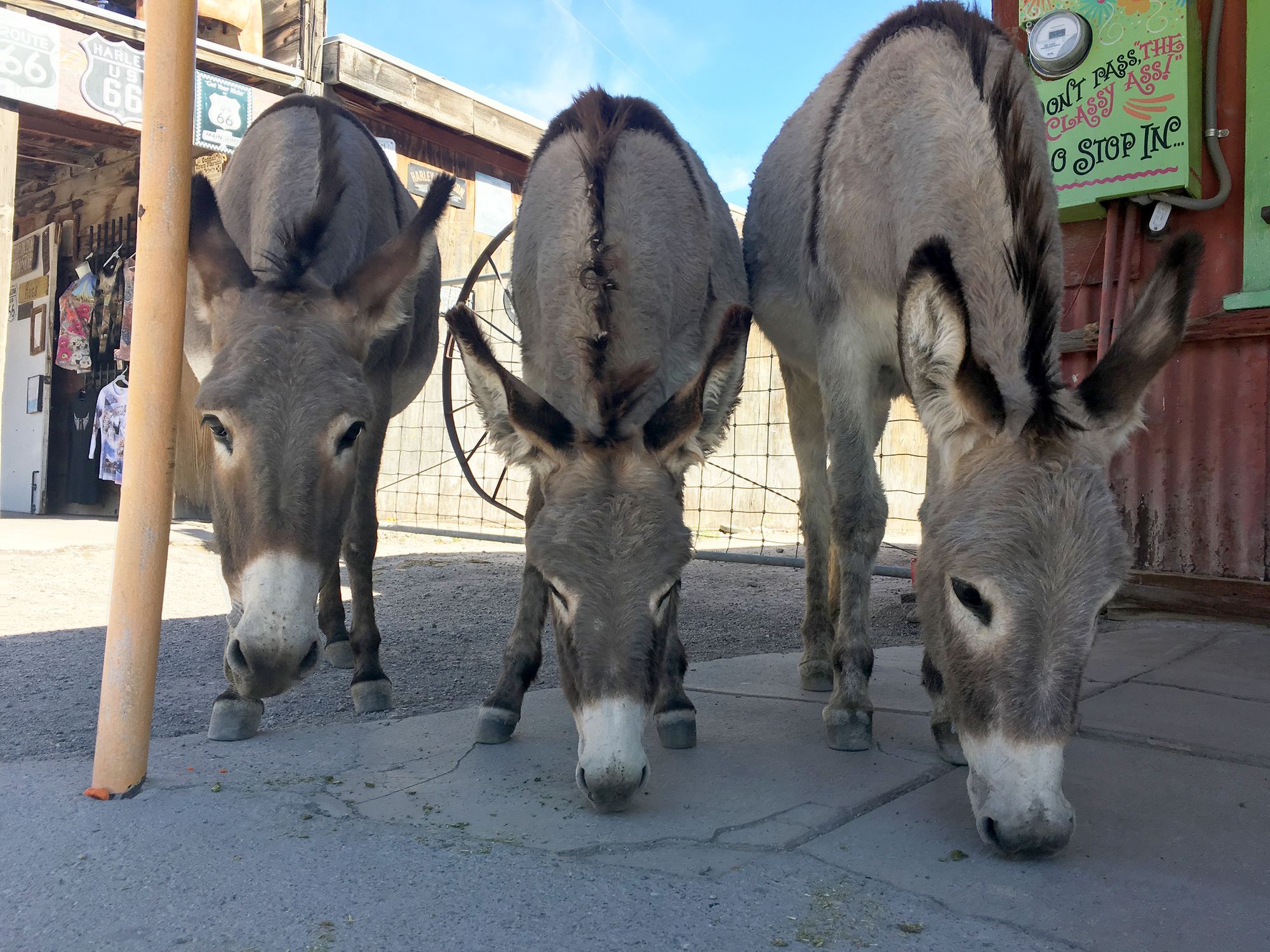 Day Trip: Oatman, AZ