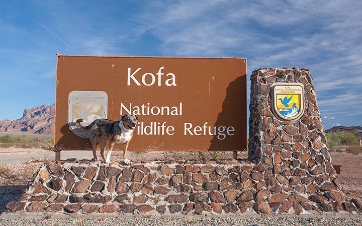 Campsite Review: Kofa National Wildlife Refuge
