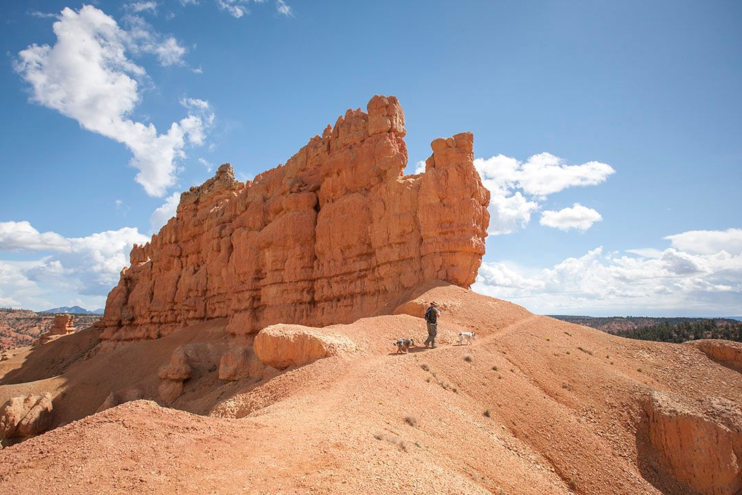 are dogs allowed in bryce national park