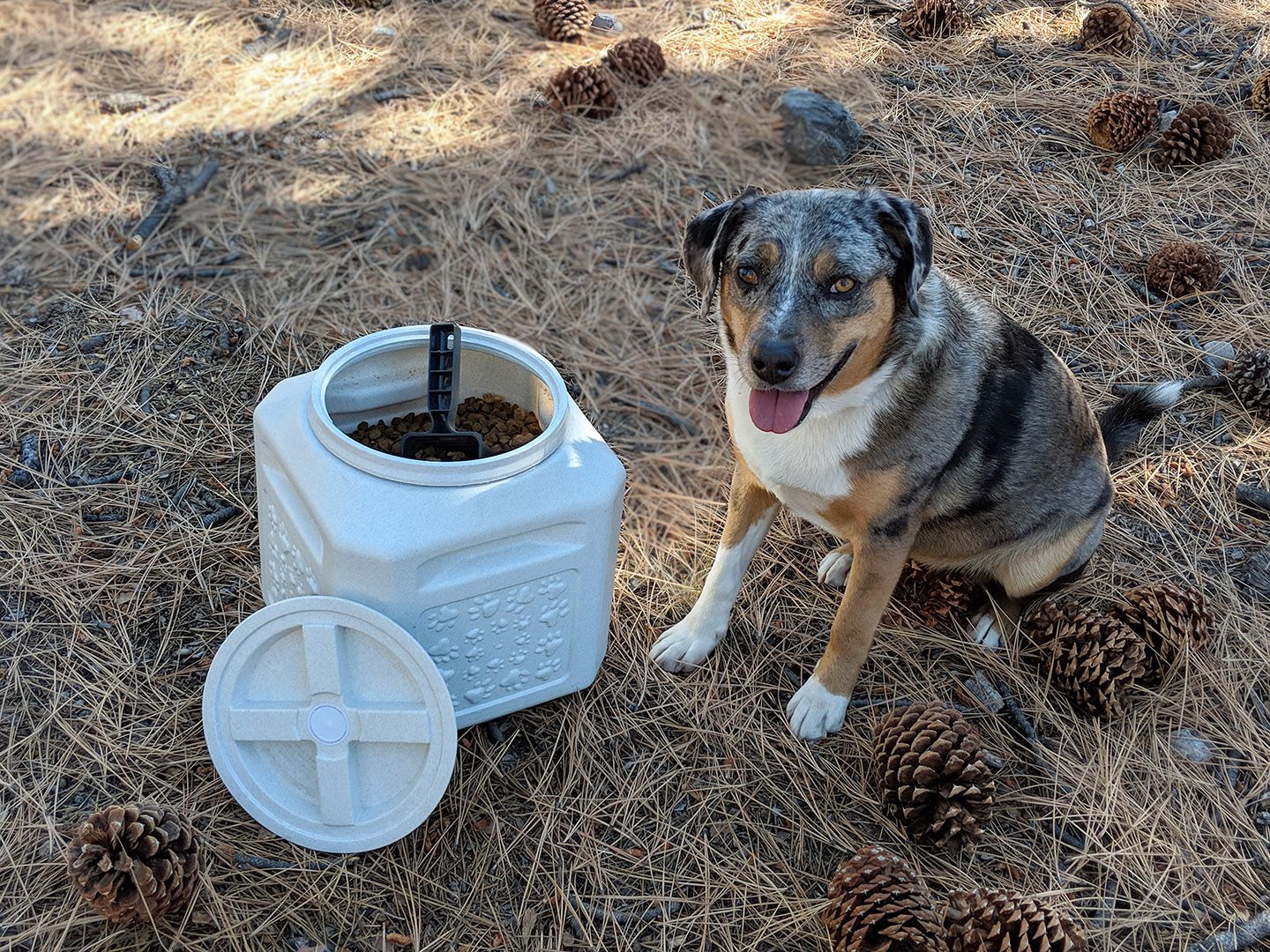 Outside dog 2024 food storage