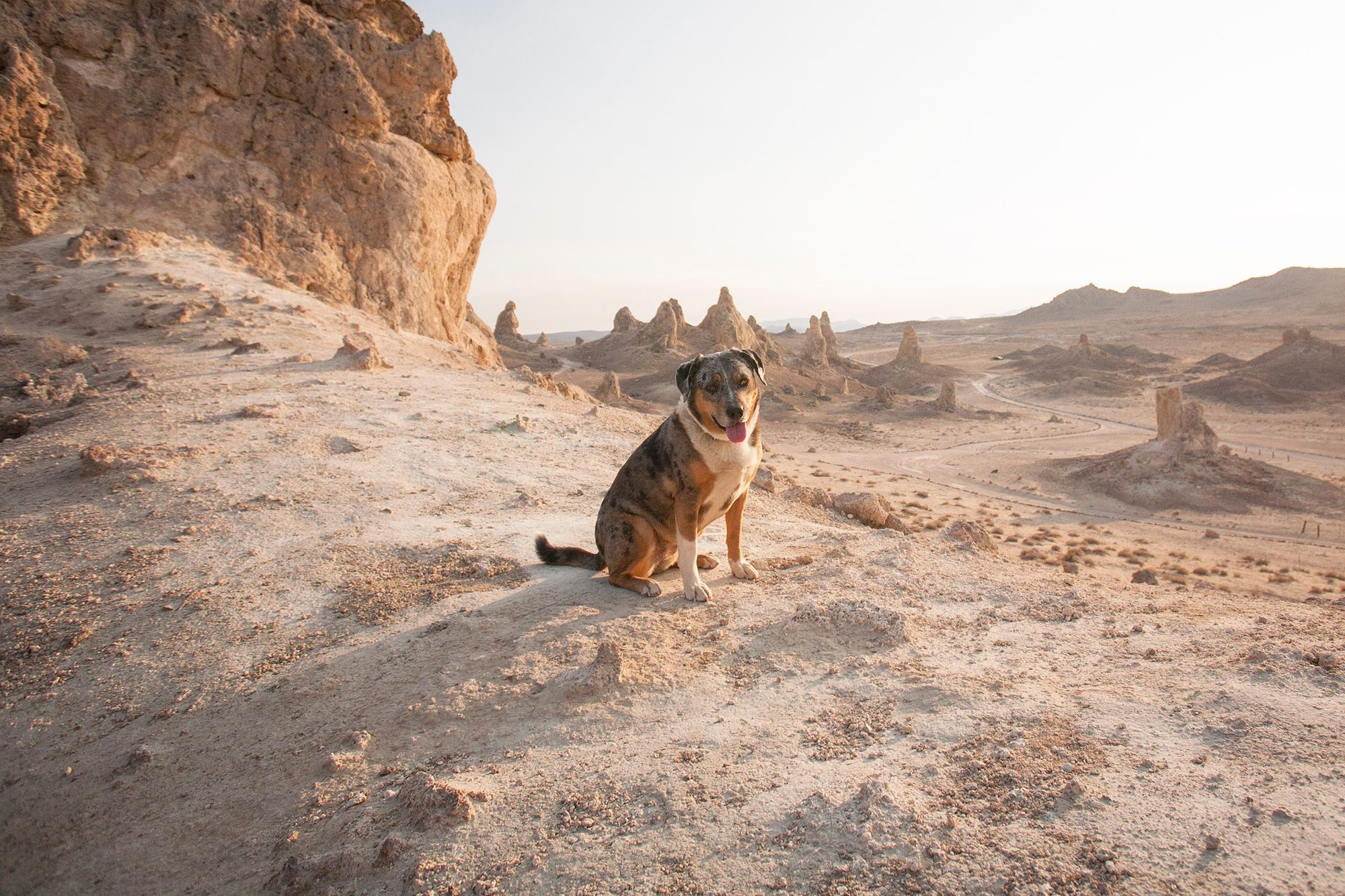 A Dog-Friendly Day at Trona Pinnacles