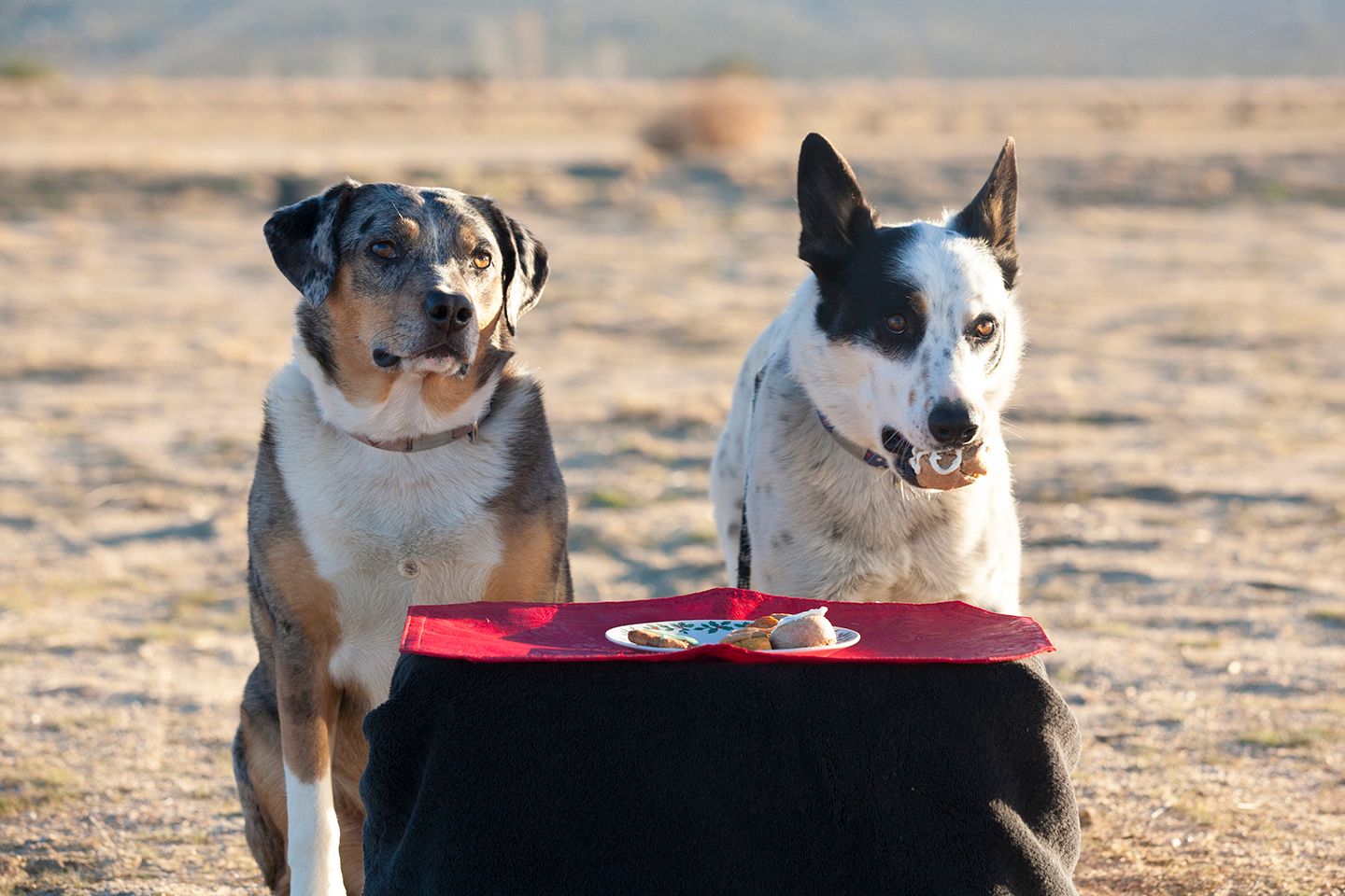 Christmas Cookie Taste Test - for Dogs!