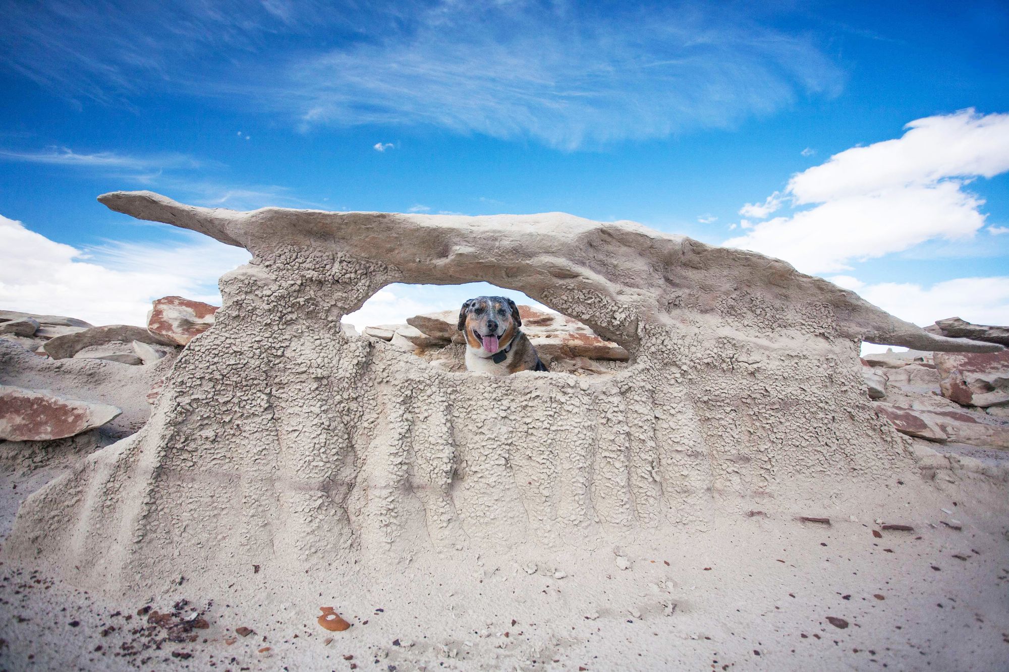 Dog-Friendly Day Trip to New Mexico's Bisti Badlands