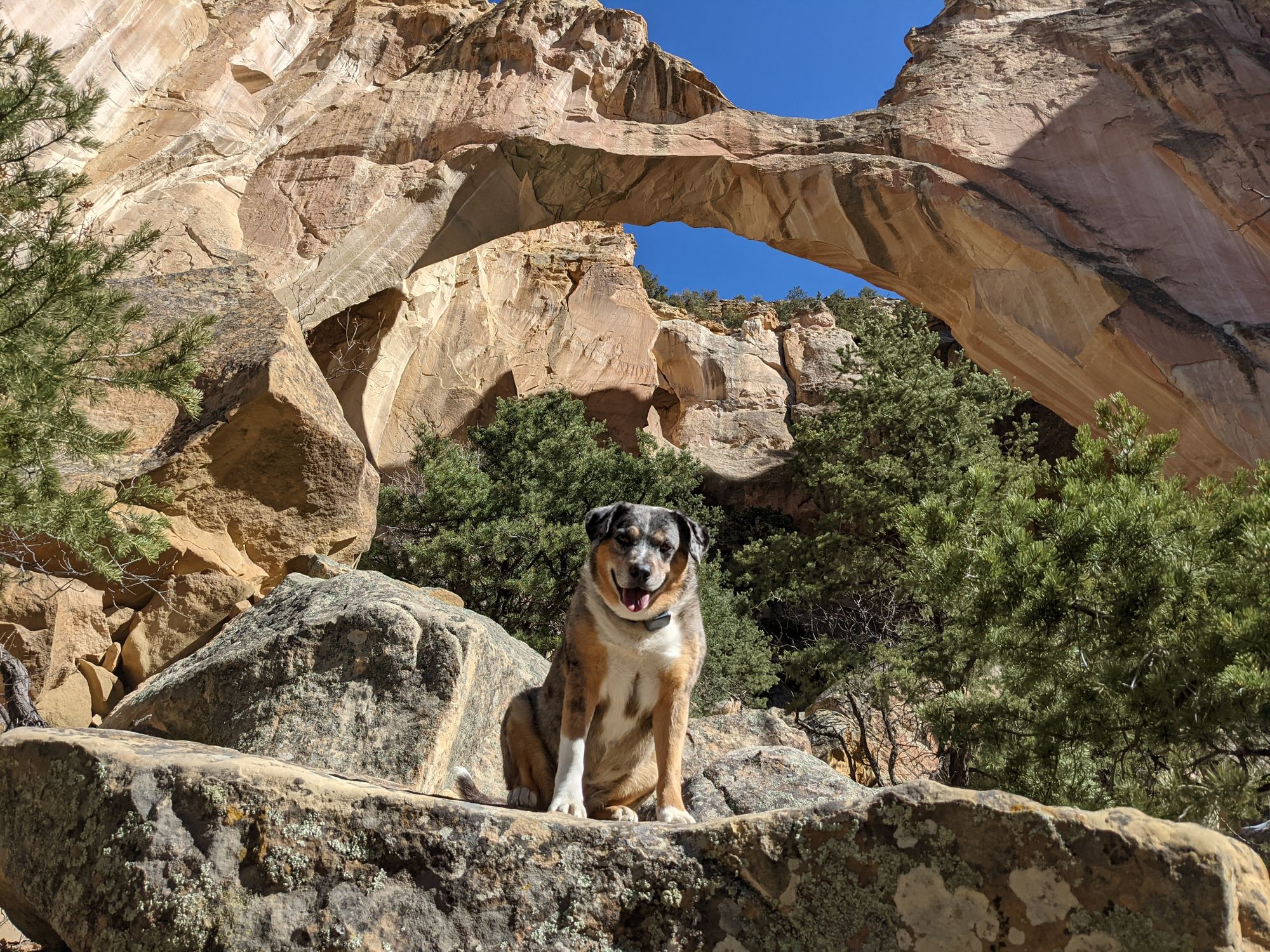 Visiting El Malpais National Monument with Dogs