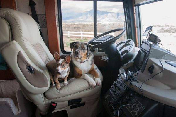 Getting your pets RV ready
