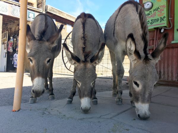 Day Trip: Oatman, AZ