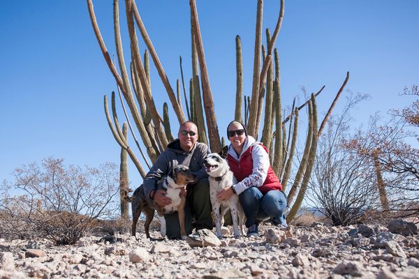 Organ Pipe Cactus National Monument:  Day Trip with Dogs