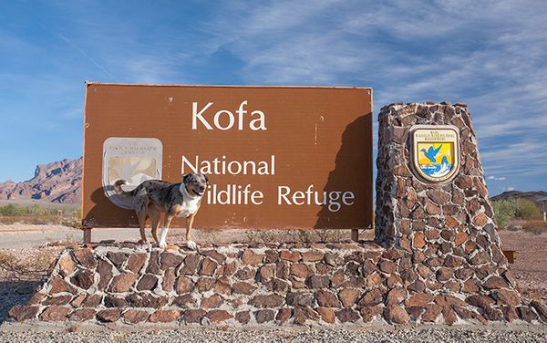 Campsite Review: Kofa National Wildlife Refuge