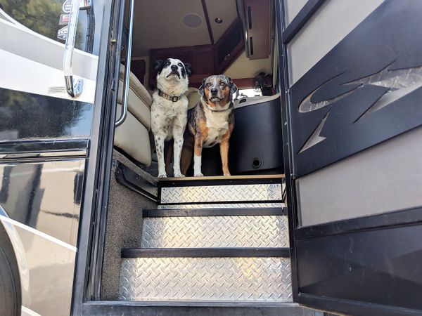 How-to: Teach your dog to wait at the RV door