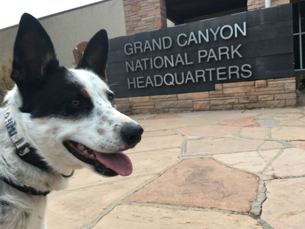 Our Dog-Friendly Visit to the Grand Canyon